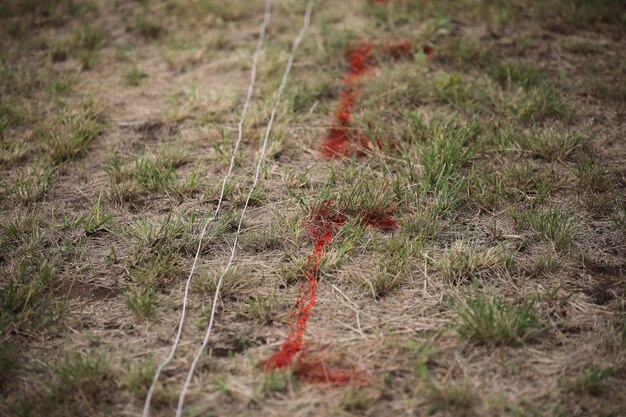 High angle view of snake on field