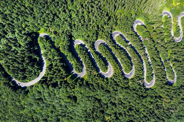 Foto vista ad alta angolazione del serpente sul muschio