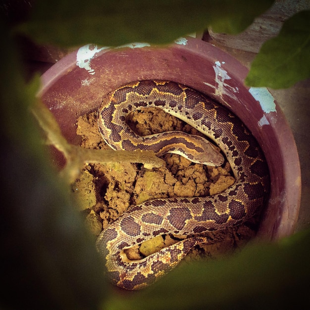 Foto vista ad alta angolazione di un serpente in una pianta in vaso