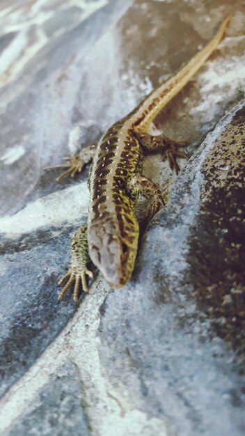 Foto vista ad alta angolazione del serpente