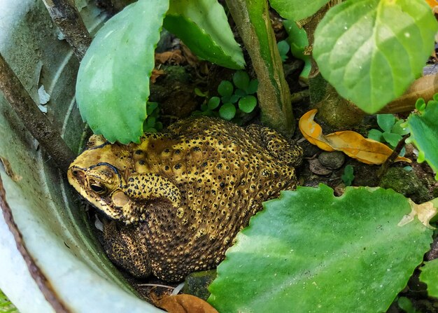 High angle view of snake