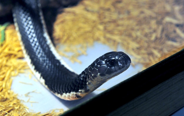 Photo high angle view of snake