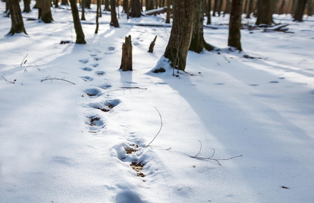 High angle view of snow covered trees on field