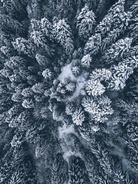 Foto vista ad alto angolo degli alberi coperti di neve