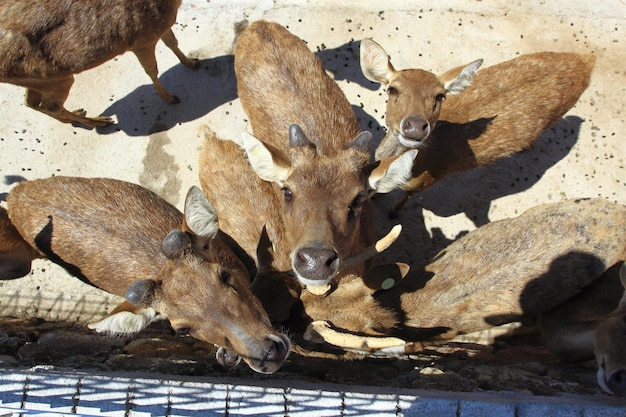 Foto veduta dall'alto di alcuni cervi di timor rusa timorensis in cattività