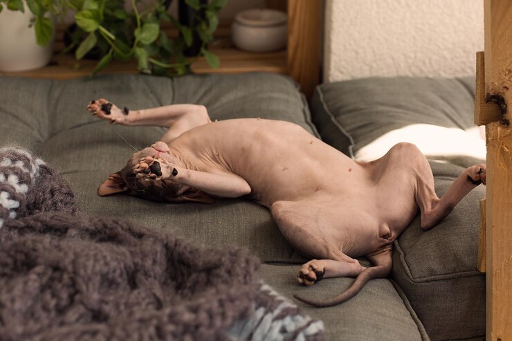 Photo 家でベッドに横たわっているスフィンクスの毛のない猫の高角度の視点