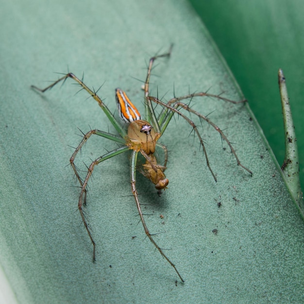 High angle view of spider on leaf