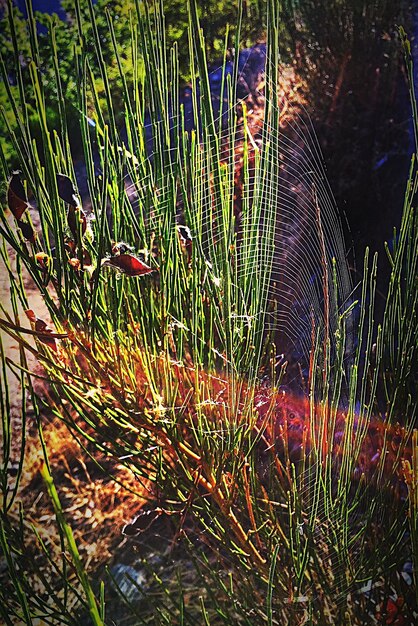 Photo high angle view of spider web amidst plants