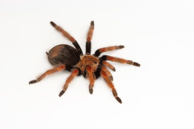 Photo high angle view of spider on white background