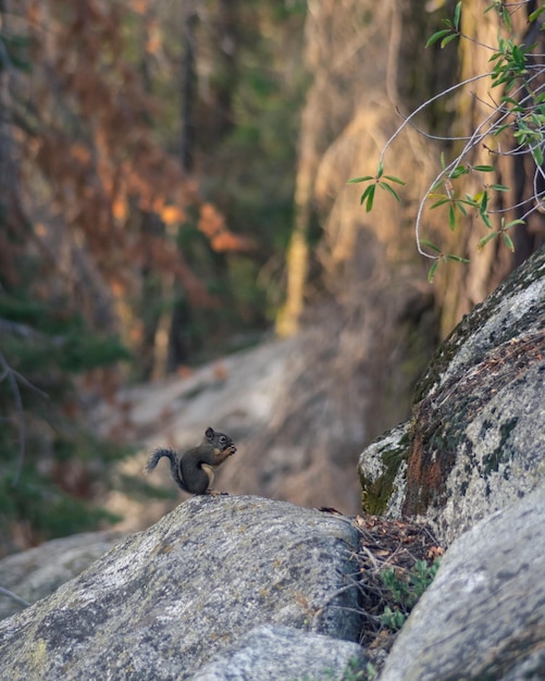 Foto vista ad alta angolazione di uno scoiattolo che mangia su una roccia nella foresta