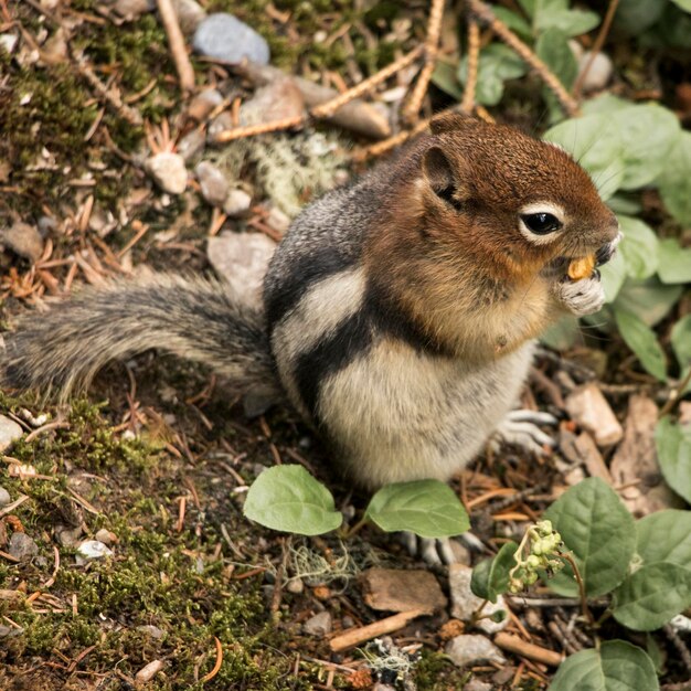 High angle view of squirrel on land