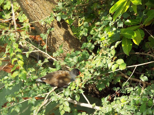 High angle view of squirrel on tree