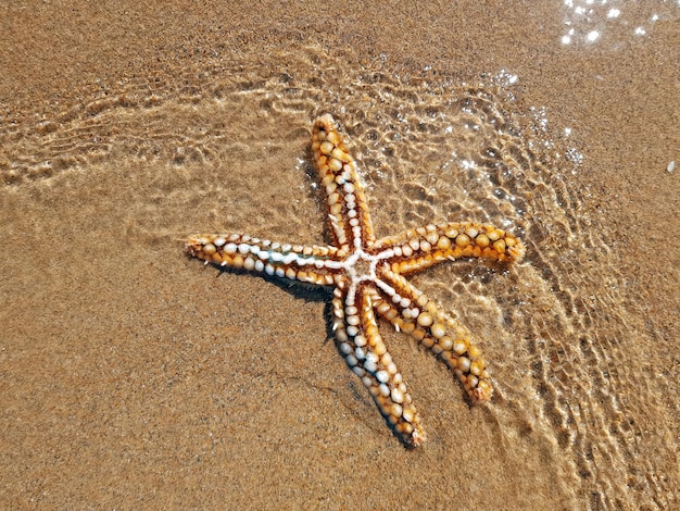 High angle view of starfish on beach