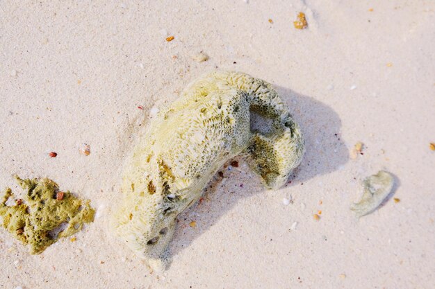 Foto vista ad alto angolo delle stelle marine sulla spiaggia