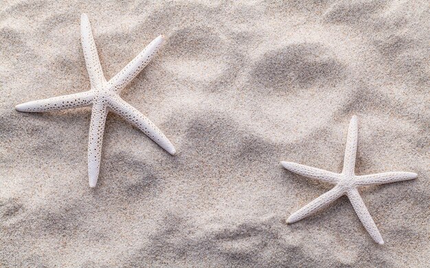 Foto vista ad alto angolo delle stelle marine sulla spiaggia