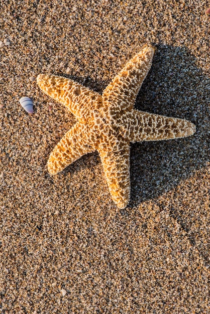 ビーチでの海星の高角度の眺め