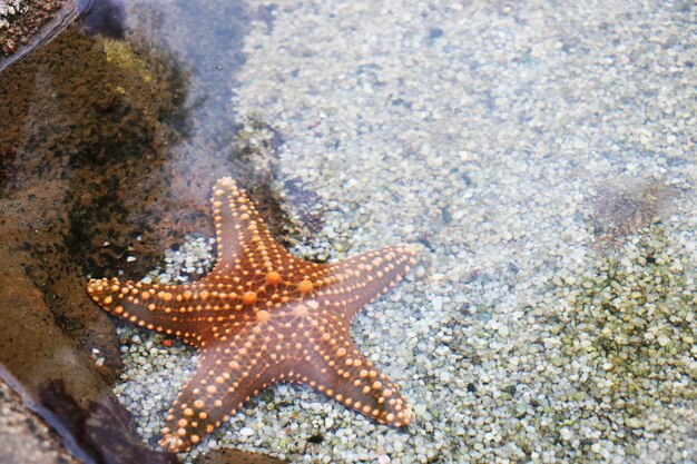 Foto vista ad alta angolazione delle stelle marine in mare