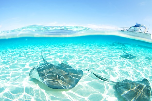 Photo high angle view of stingrays in sea against sky