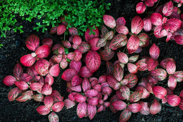 Photo high angle view of strawberries