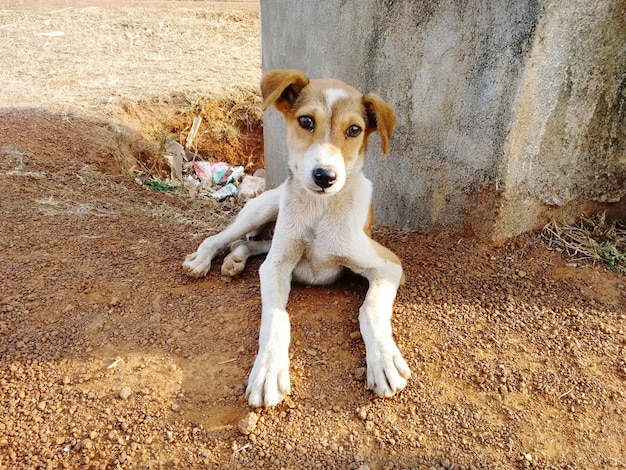 Foto vista ad alta angolazione di un cucciolo randagio