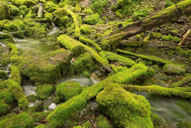 high angle view of stream amidst moss covered rocks at forest