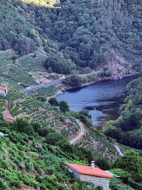 Vista ad alto angolo del ruscello in mezzo agli alberi della foresta