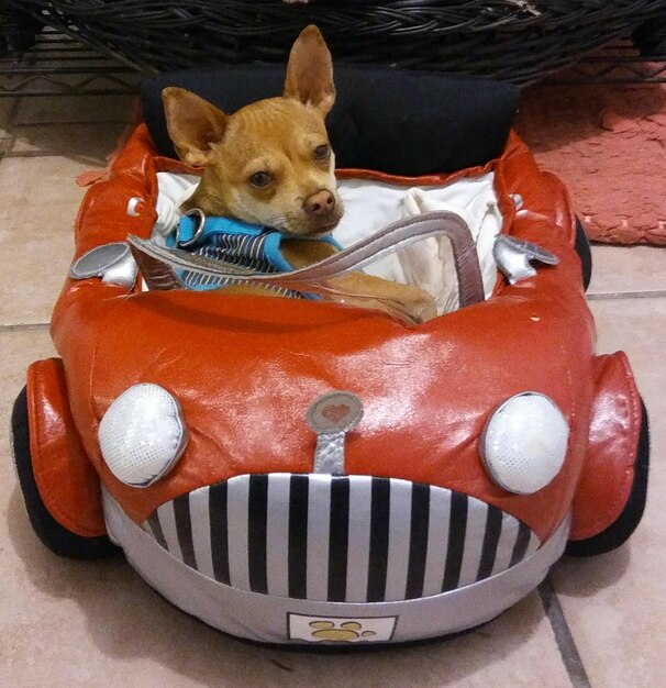 High angle view of stuffed toy in car