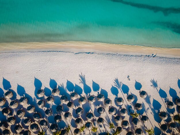 Foto vista ad alta angolazione di una pianta succulenta sulla spiaggia