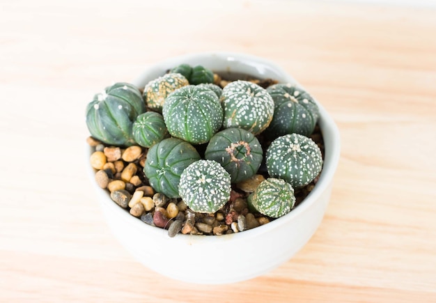 Photo high angle view of succulent plant in bowl on table