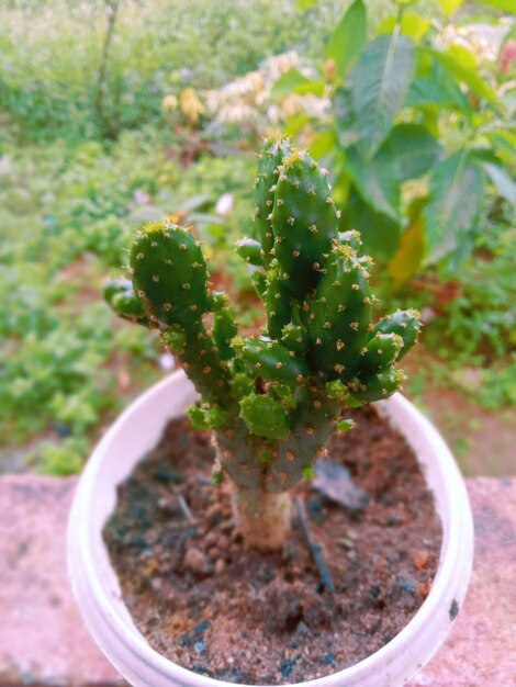 High angle view of succulent plant on field