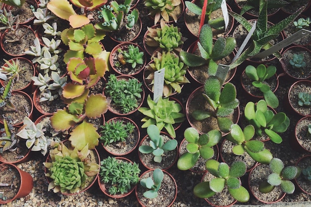 Foto vista ad alta angolazione di una pianta succulenta sul campo