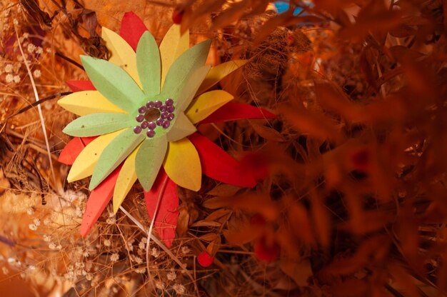 High angle view of succulent plant on field