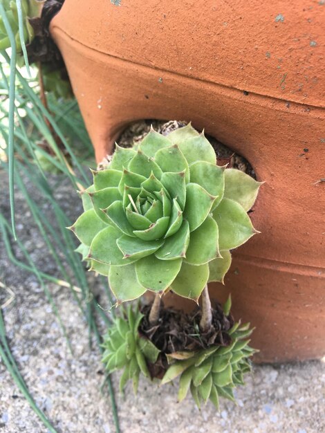 High angle view of succulent plant on field