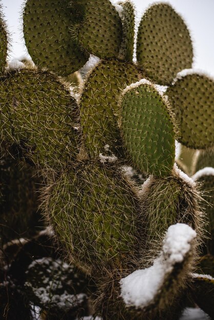 Photo high angle view of succulent plant on field