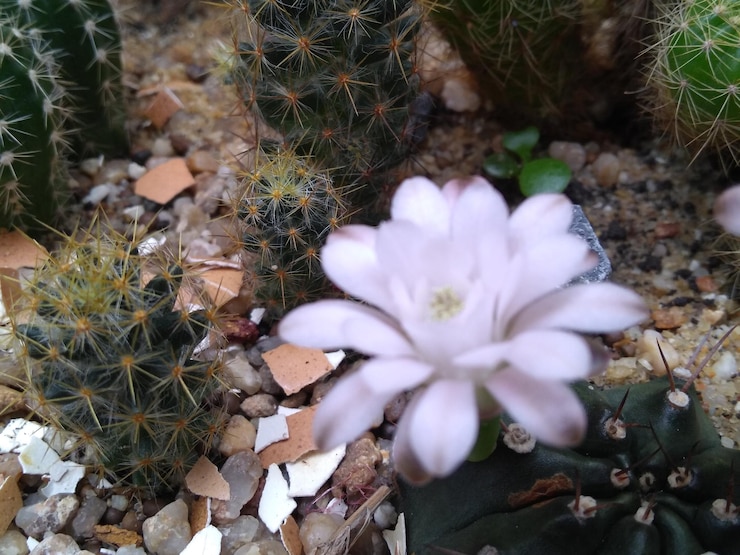 Photo high angle view of succulent plant on field