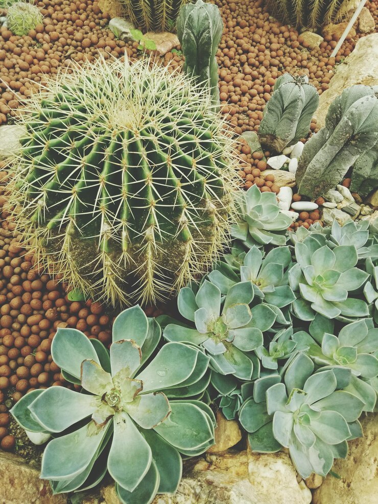 Photo high angle view of succulent plant on field