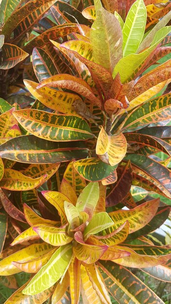 High angle view of succulent plant leaves