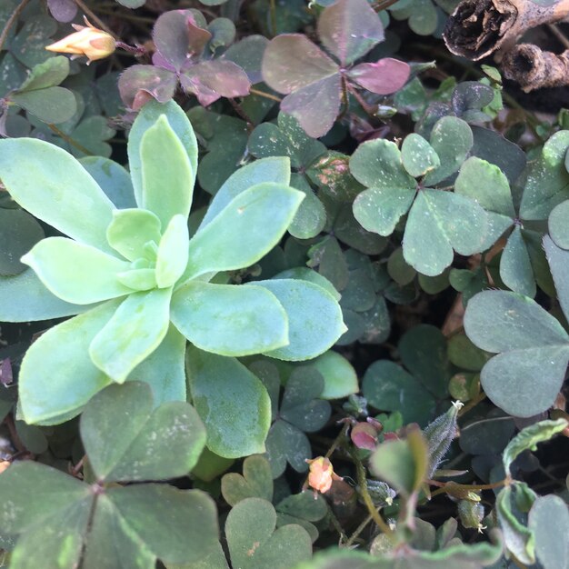 High angle view of succulent plant leaves