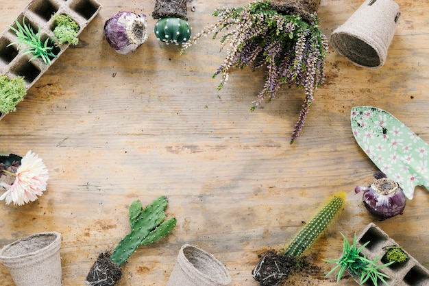 Veduta dall'alto della pianta succulenta; vassoio di torba; pot e cazzuola della torba che organizzano sul fondo di legno