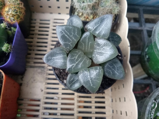 High angle view of succulent plant in pot