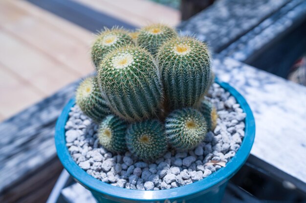 Foto vista ad alta angolazione di una pianta succulenta in vaso