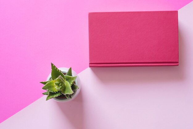 High angle view of succulent plant on table