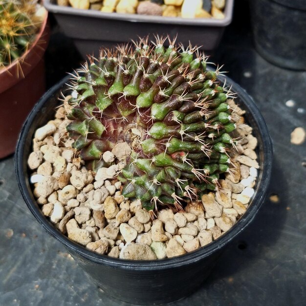 Foto vista ad alto angolo di pianta succulenta su tavola