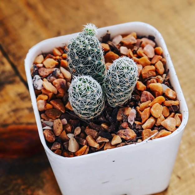 Photo high angle view of succulent plant on table