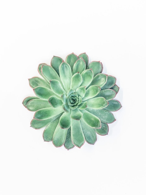 High angle view of succulent plant over white background