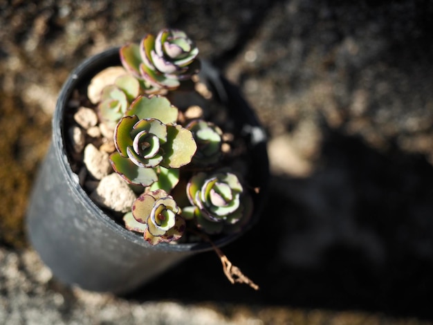 Photo high angle view of succulent plant