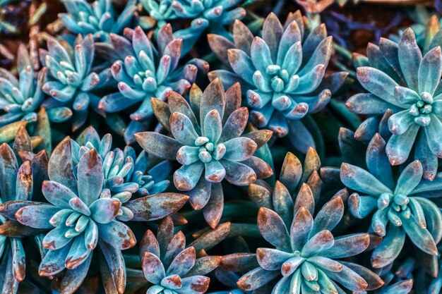 High angle view of succulent plant