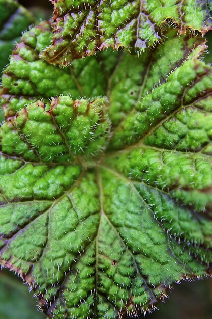 Photo high angle view of succulent plant