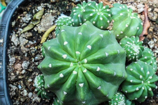 Foto vista ad alto angolo di una pianta succulenta