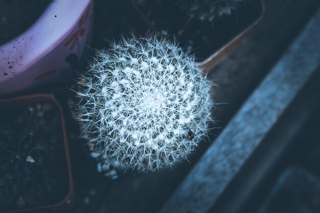 Foto vista ad alto angolo di una pianta succulenta